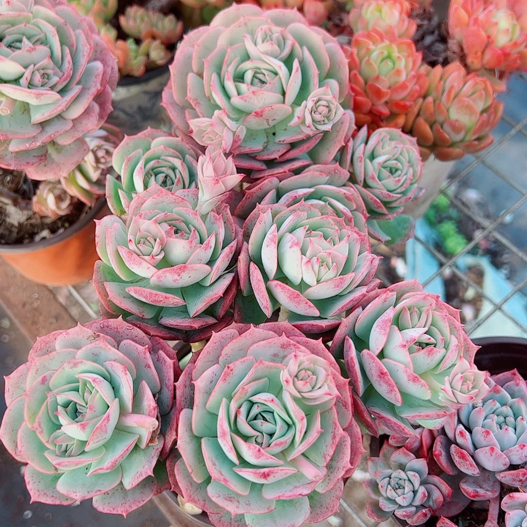 克罗地亚玫瑰多头群生二盆