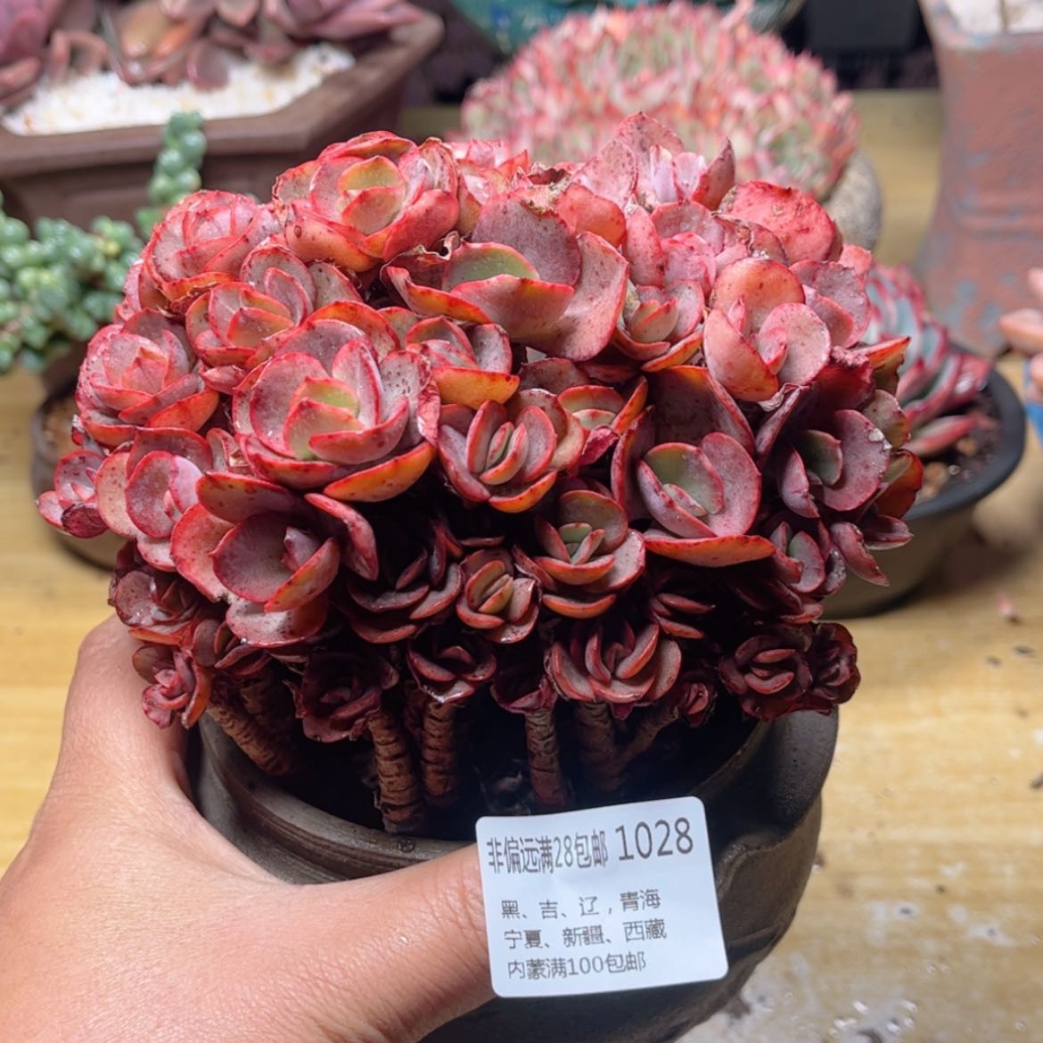 【闪购商品】1028秀妍