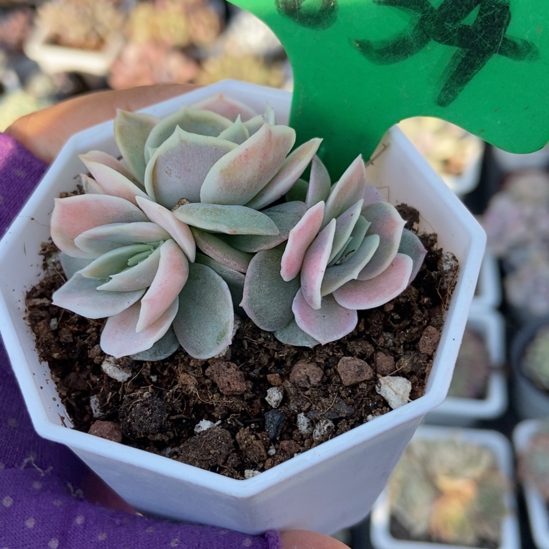 834蓝色惊喜锦多肉植物