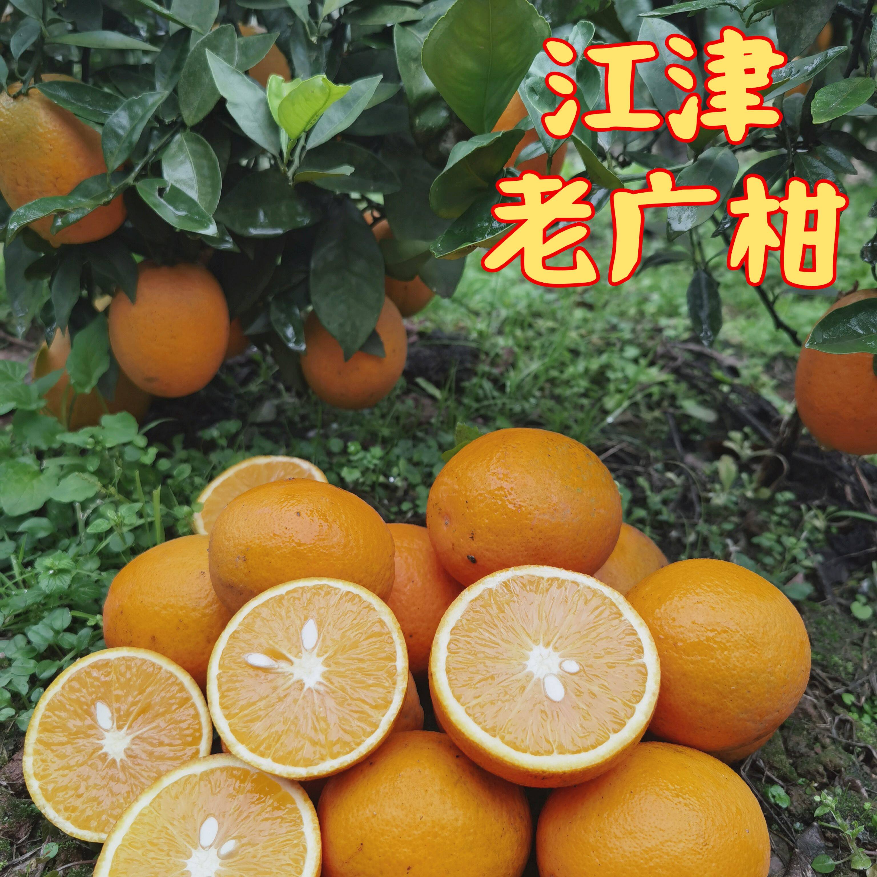 新鲜老品种广柑当季水果泡酒专用