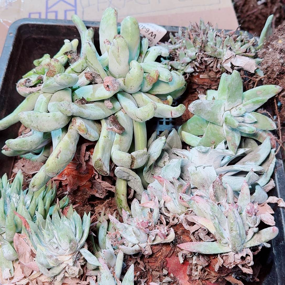 1377瑕疵框拍不售后