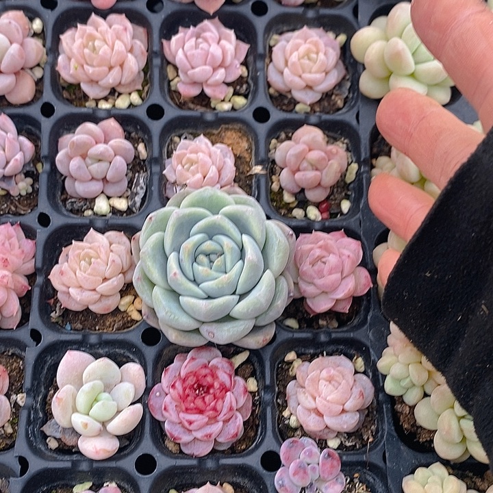 223 多肉植物盆栽花卉植物