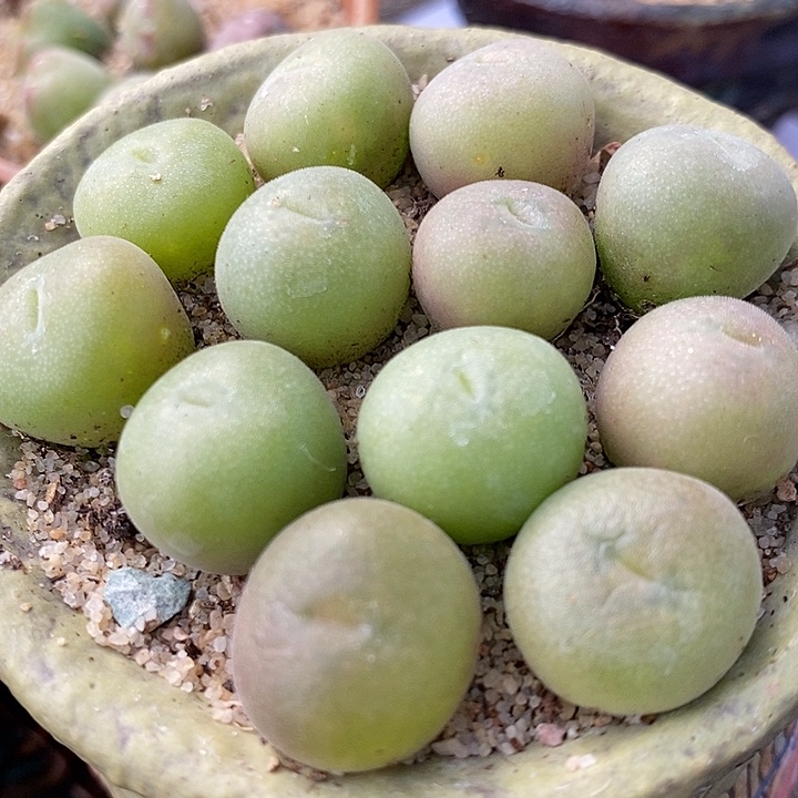 单头孔卡佛1颗。         