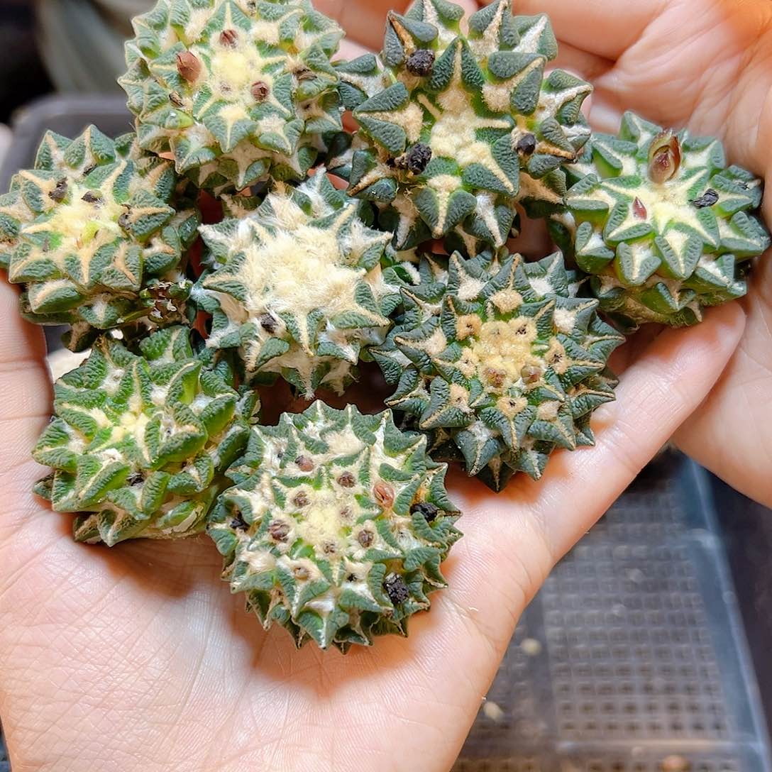 苗接黑牡丹无根4公分1颗