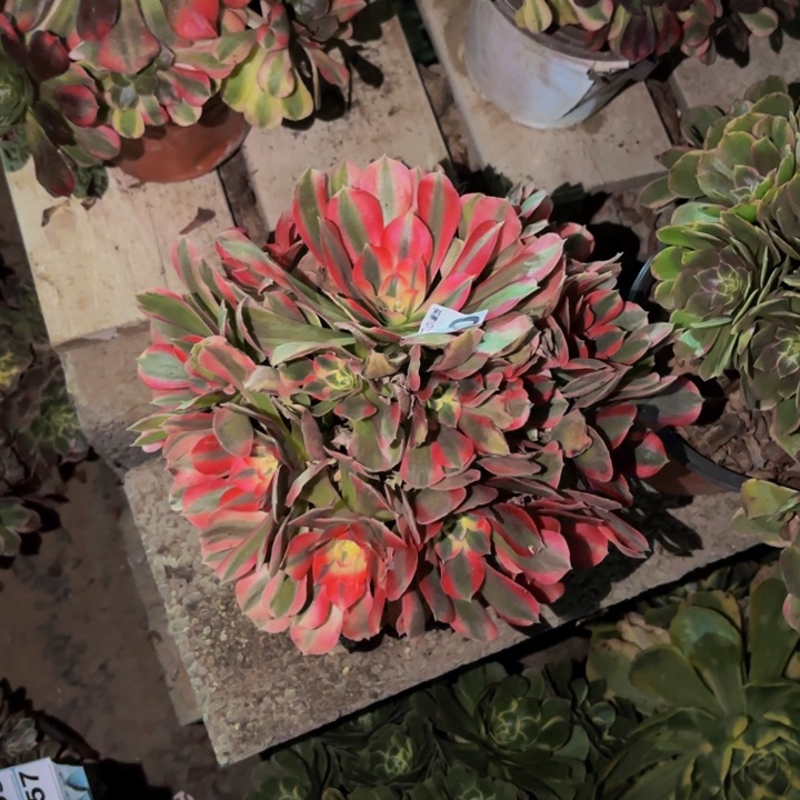 010男神多肉植物不售后