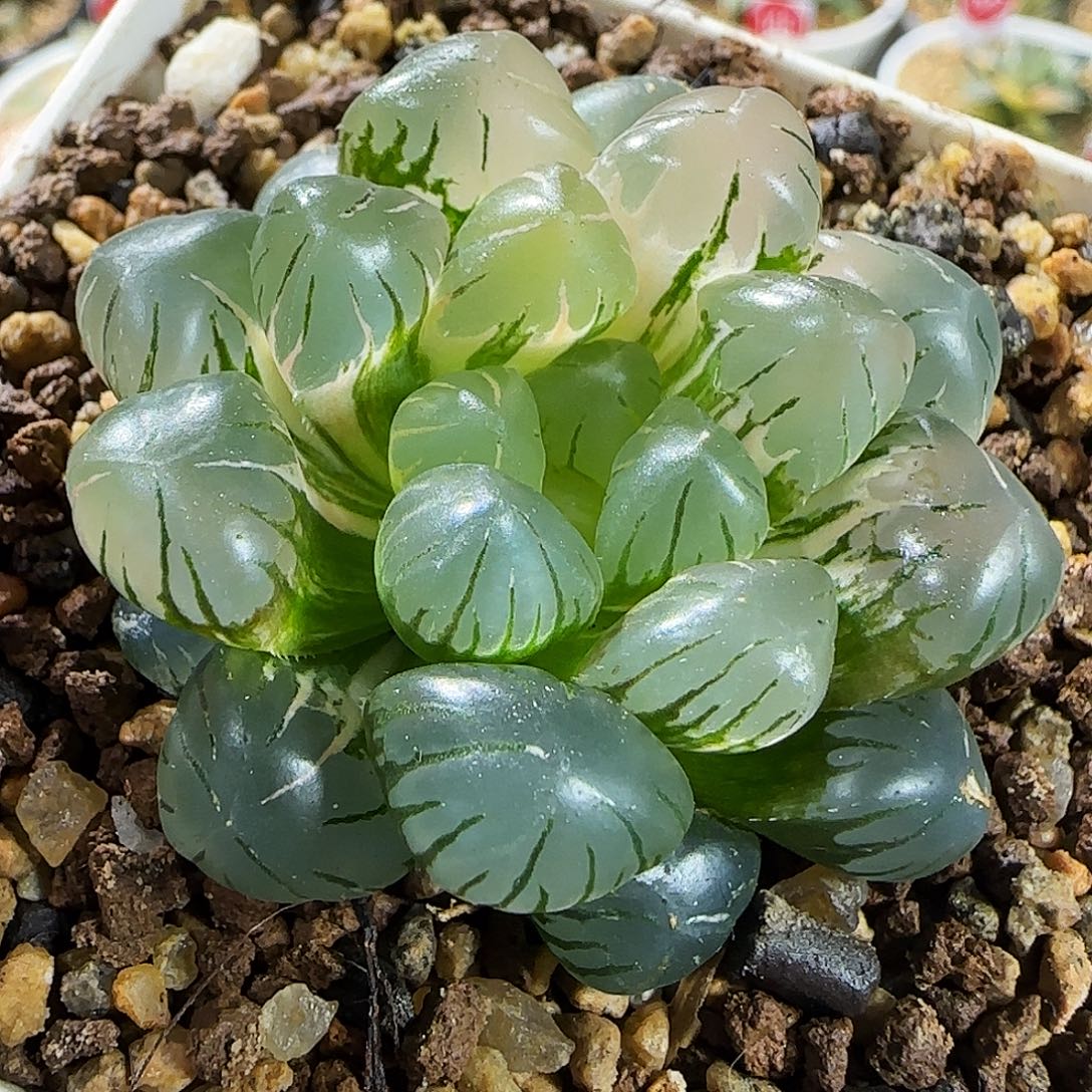 522号非组冰灯玉露锦一物一拍带盆