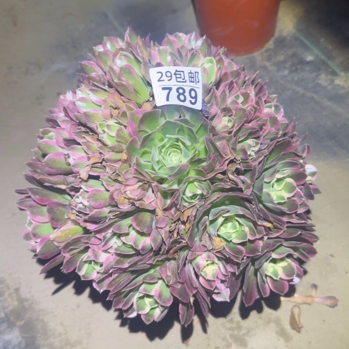 白凤……多肉植物的