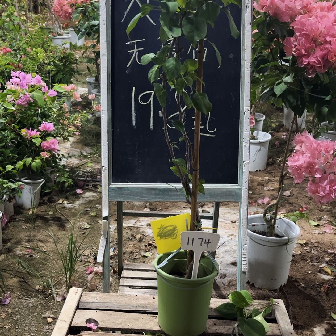 完全开放三角梅三角梅1174