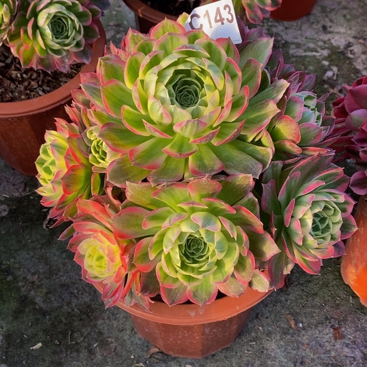 海王多肉植物143