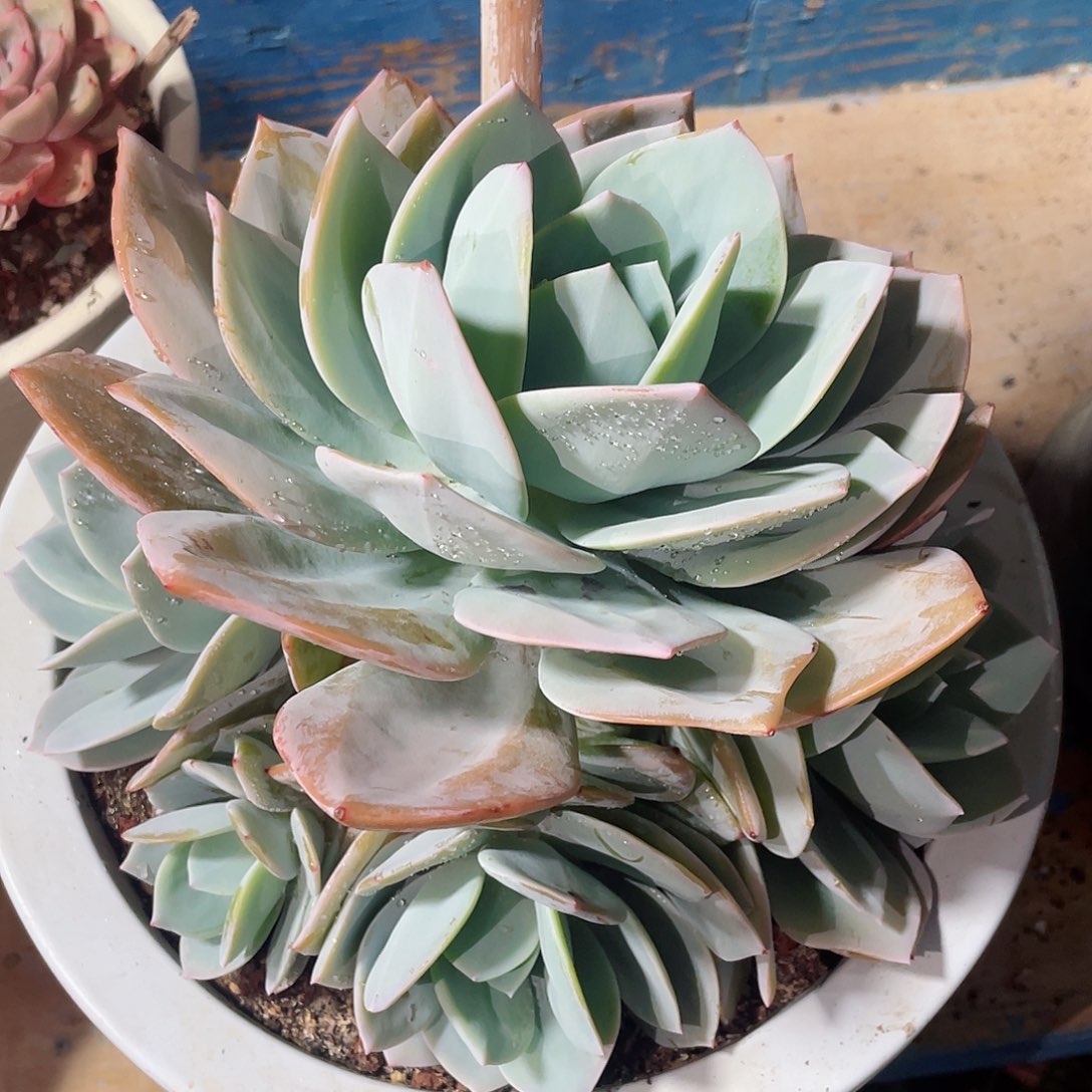 国版抹茶多头包邮