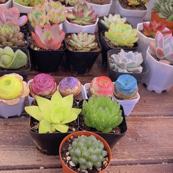 雨露套餐3盆➕1包土