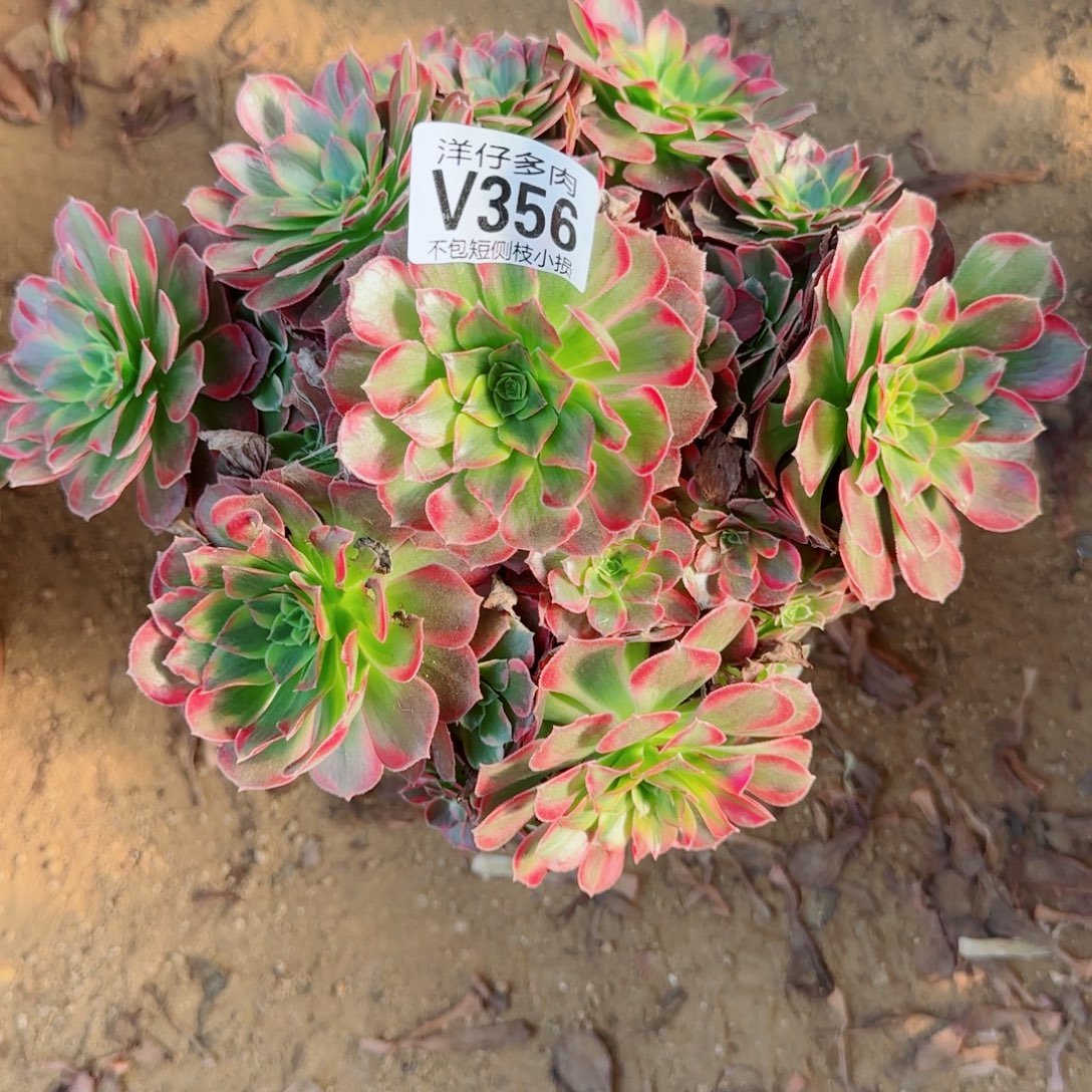 安娜发师356冠幅23