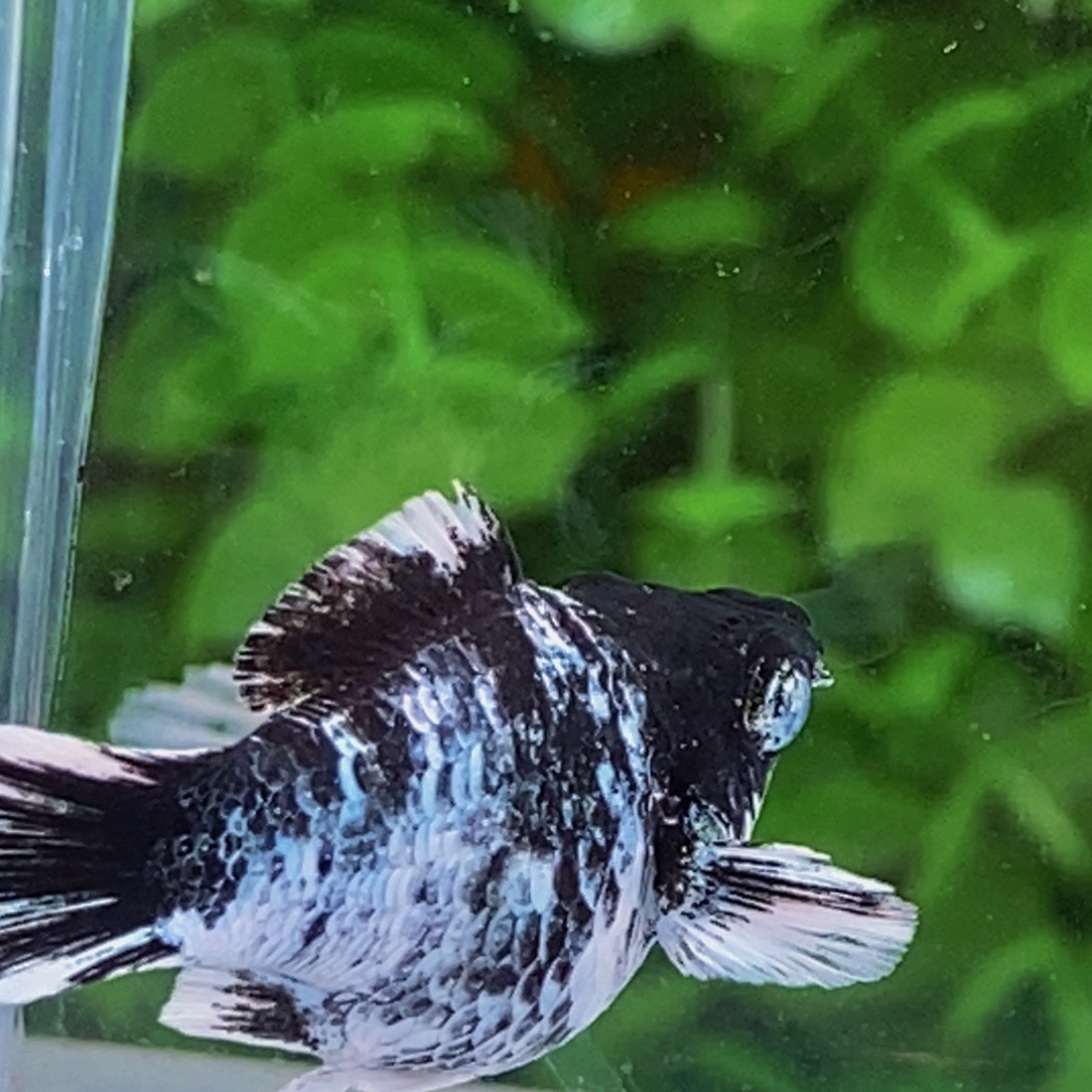 海水鱼圆尾水墨母一条