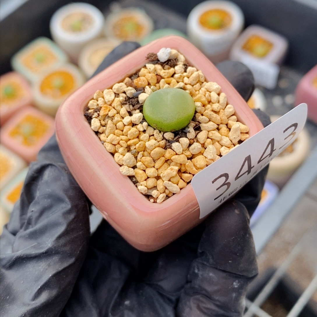 W*3443-一物一拍 带盆