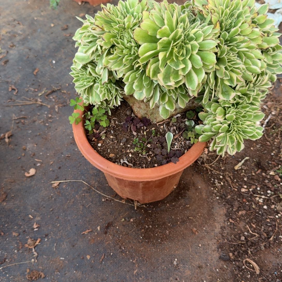 718迈巴赫缀化多肉植物满28包邮