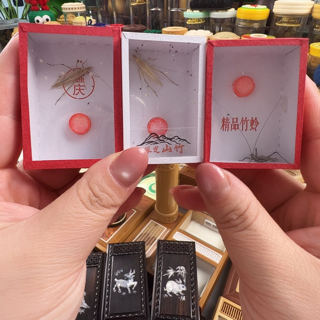 柬埔寨竹蛉➕紫竹蛉➕山竹蛉