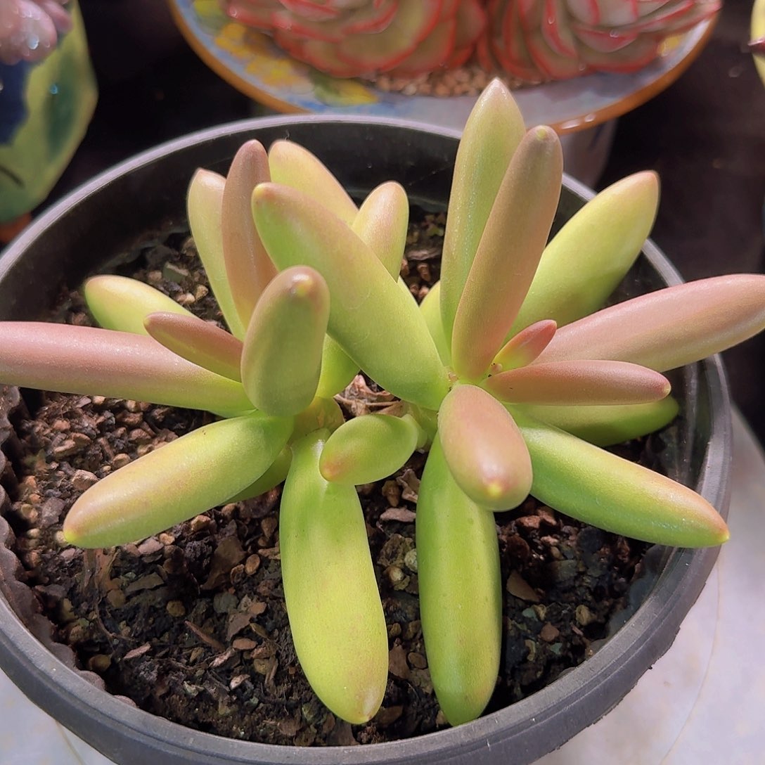 椰子树多肉一物一拍