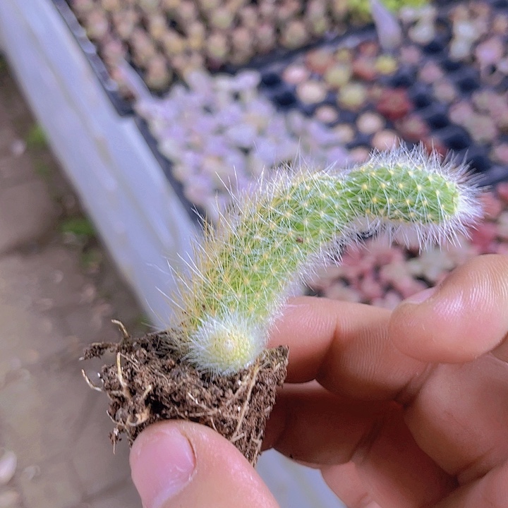 九尾狐【满10颗包邮】