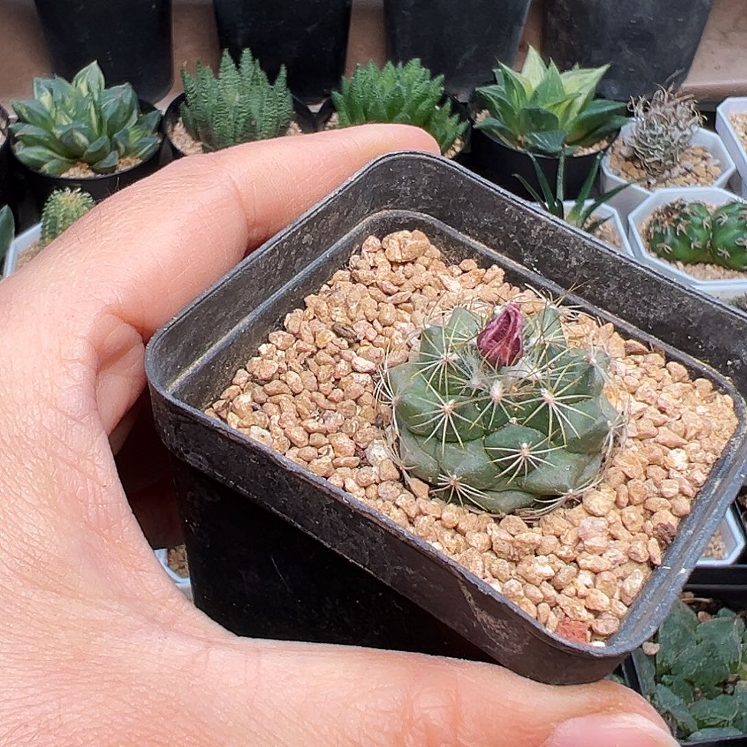 粉花娇丽实生球    