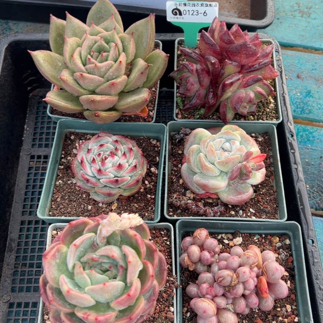 从前慢多肉精选编号0123.6