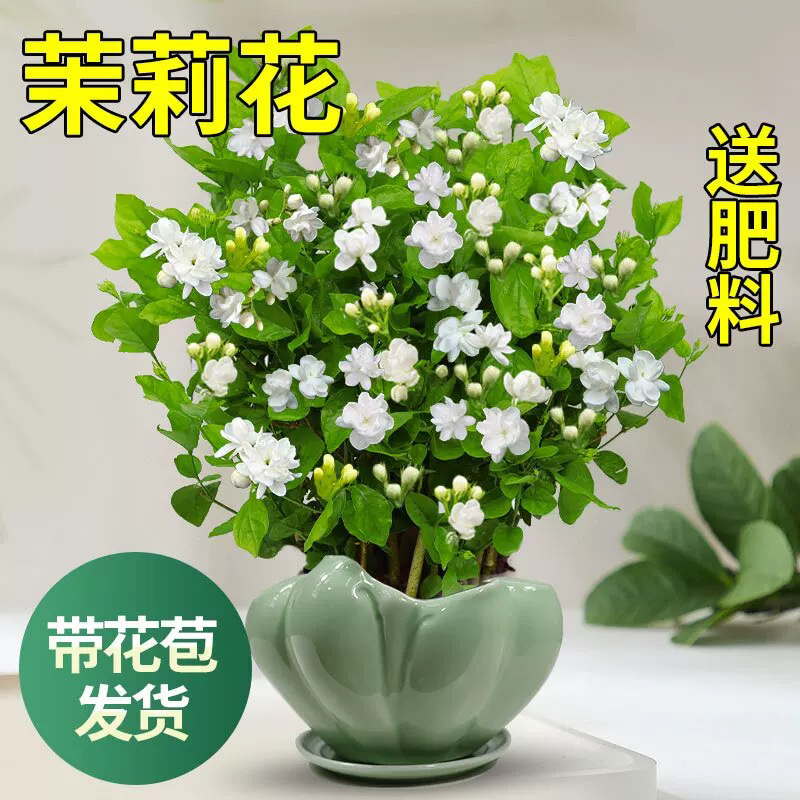 茉莉花带土球一物一拍