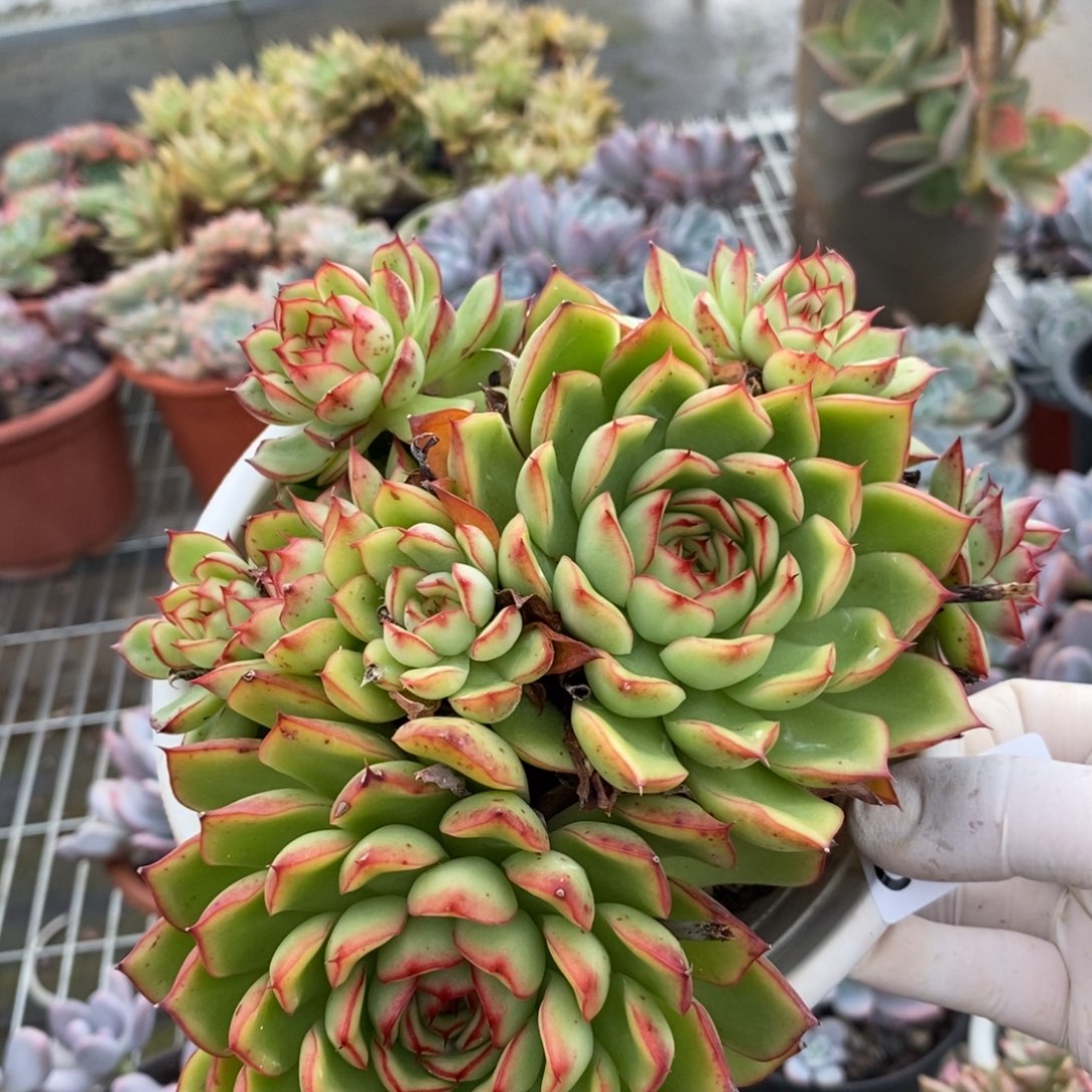 2059萤火虫一物一拍