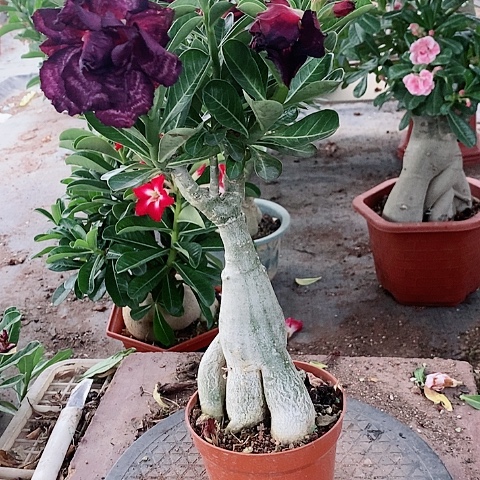 【闪购商品】无花朵飞***兔