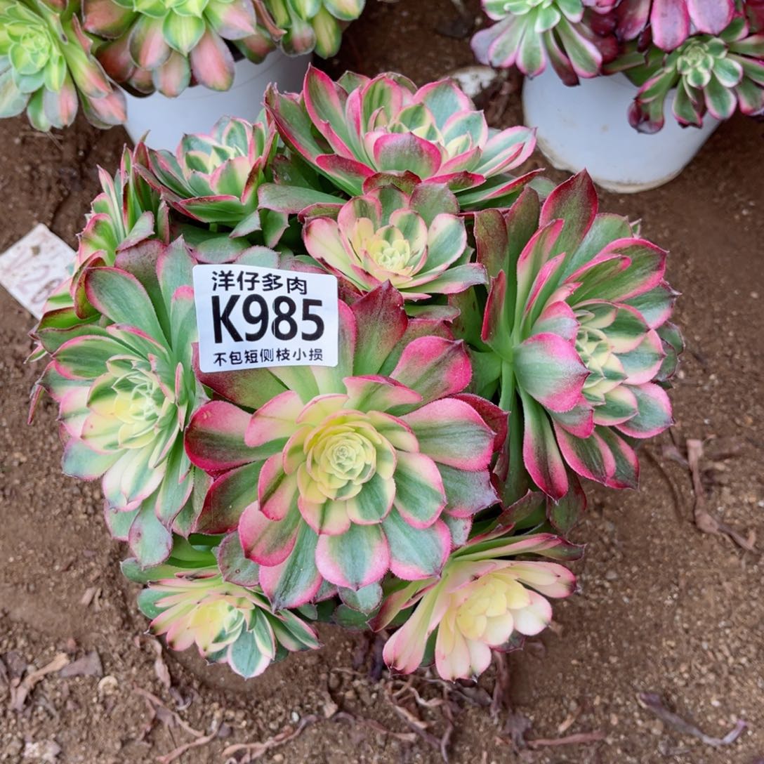 985海王 冠幅20左右