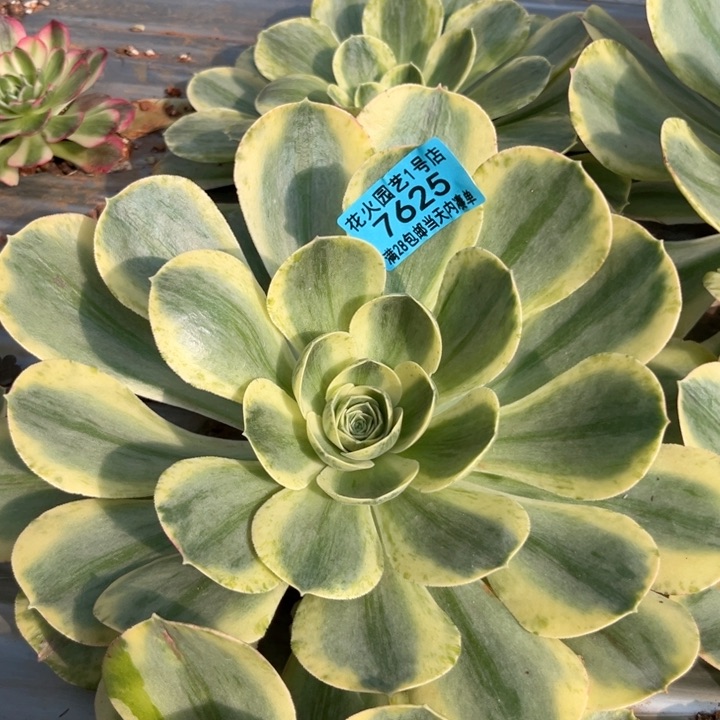 香炉盘白锦7625多肉植物