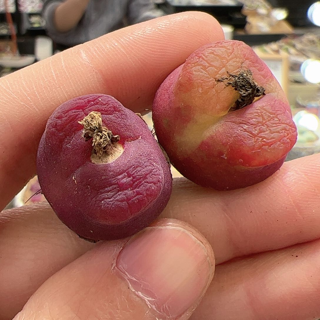【闪购商品】161 水蜜桃