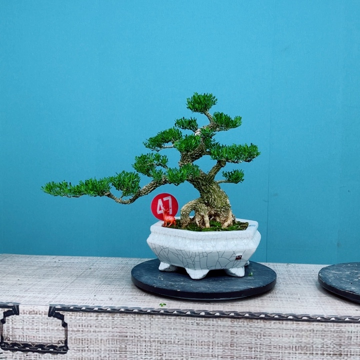 无花朵精品黄杨老桩