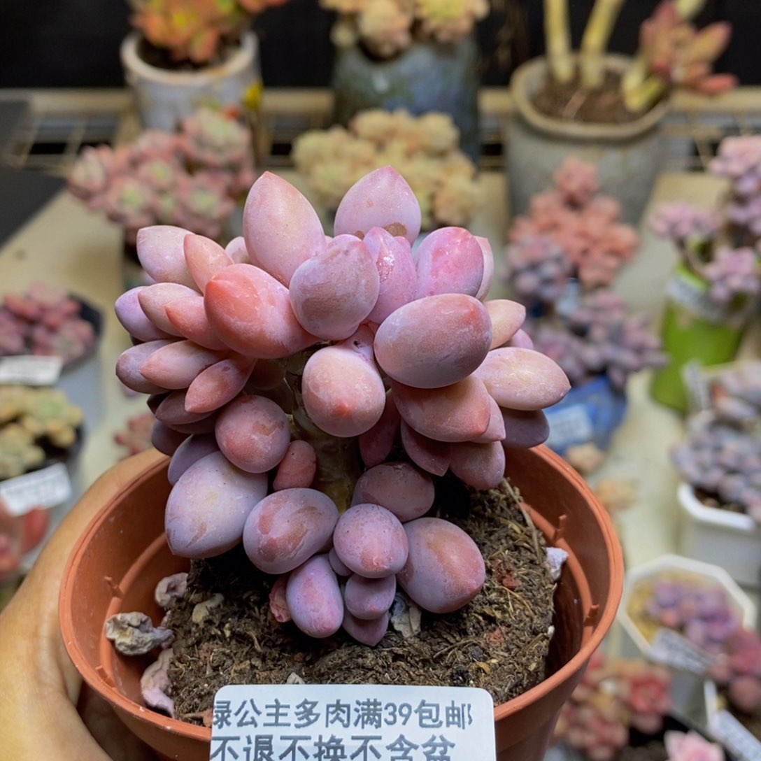 412丸叶汤圆多肉7c m