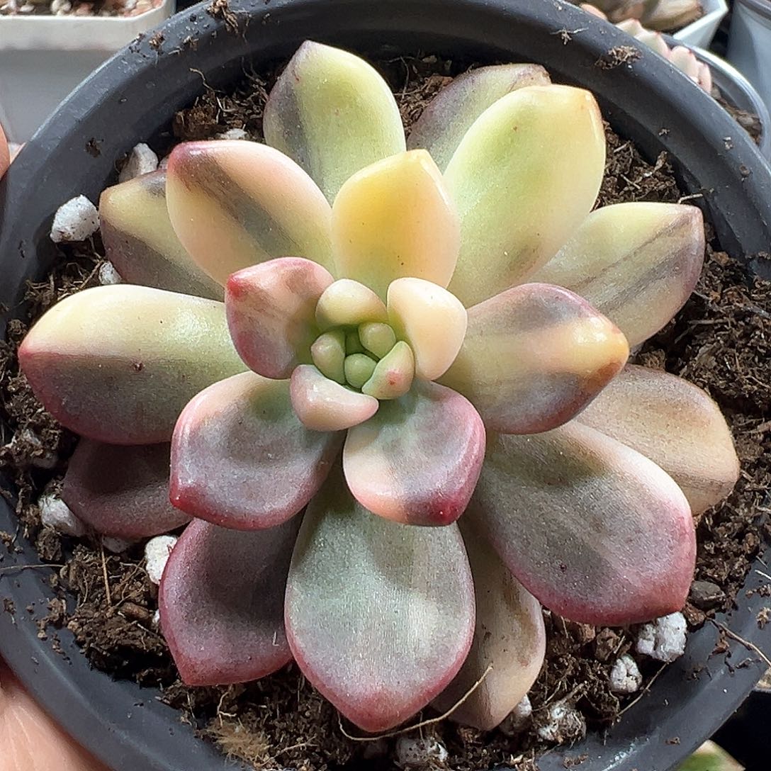 天堂锦 小方花圃一物一拍