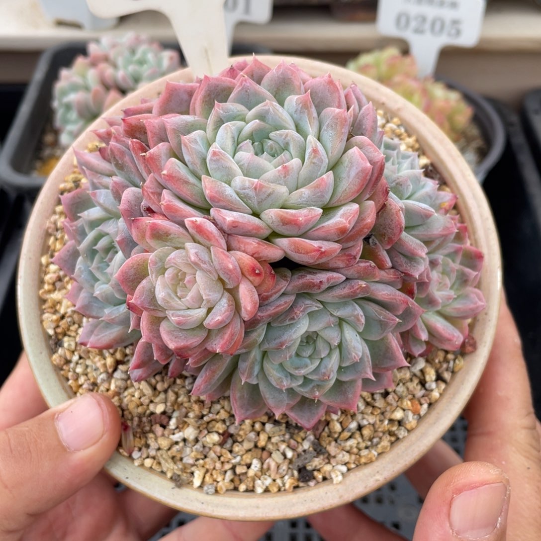 0583不认识不带盆10厘米