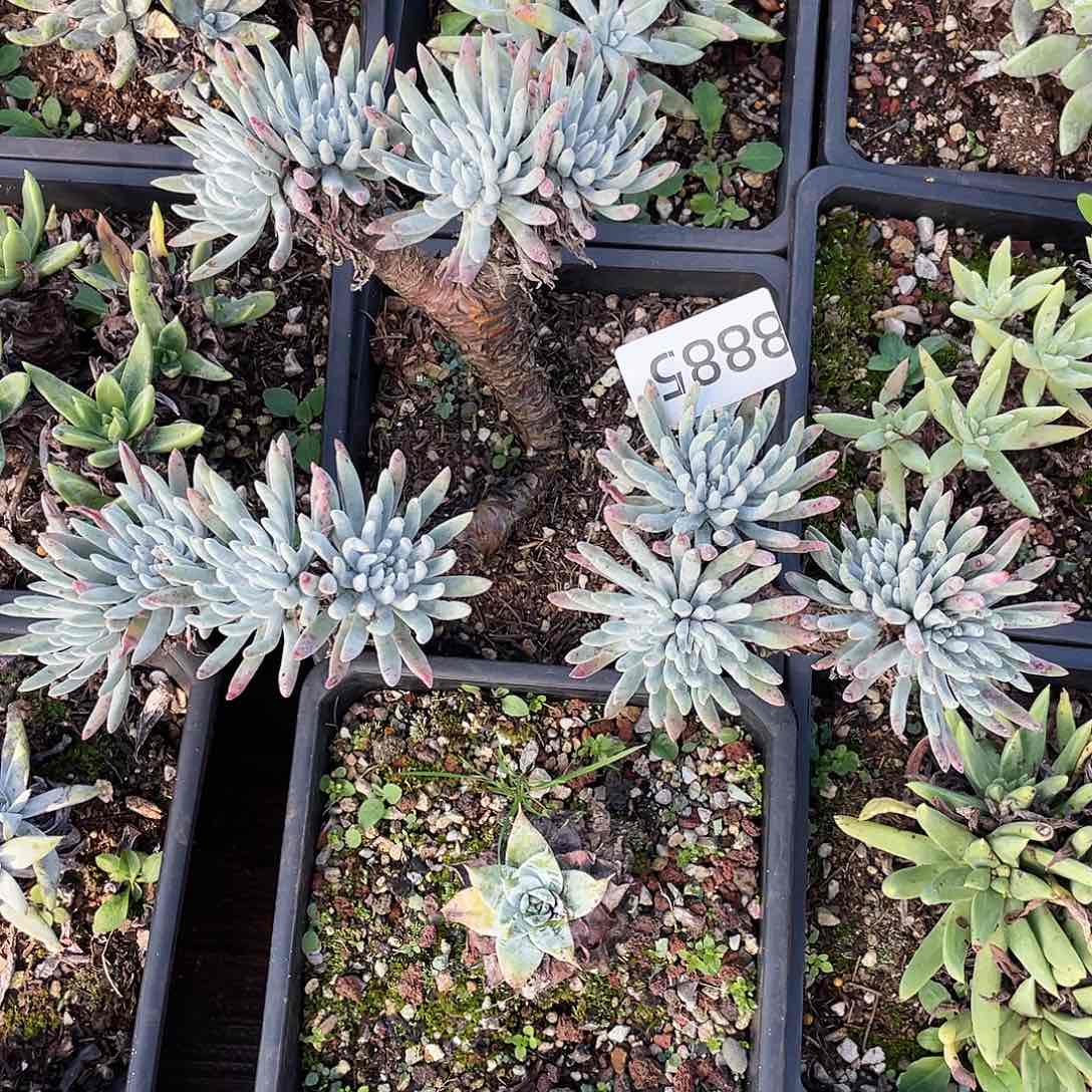 雪花老桩35公分8885