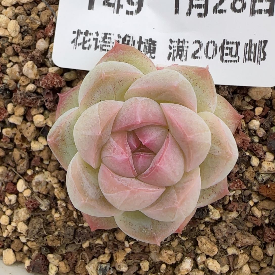 花语逸镜0128-149