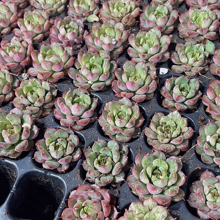 小福伦锦1元带土发货