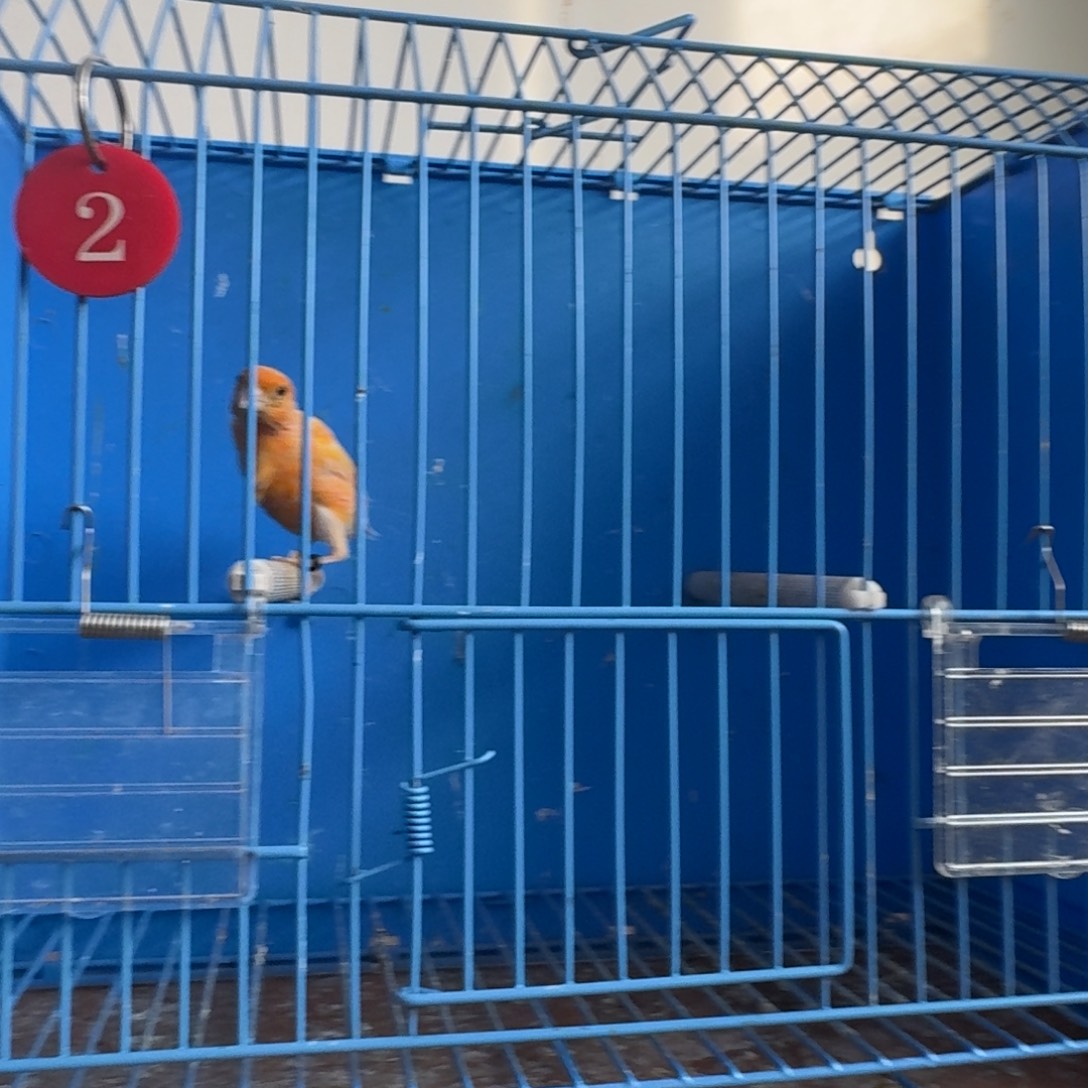 奔***牛文鸟黑环无尾雪花红弯月公大叫