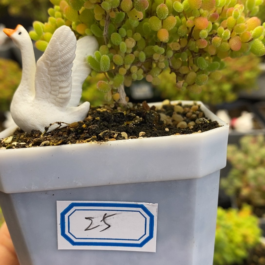龙*25号蜜橘糖球多肉