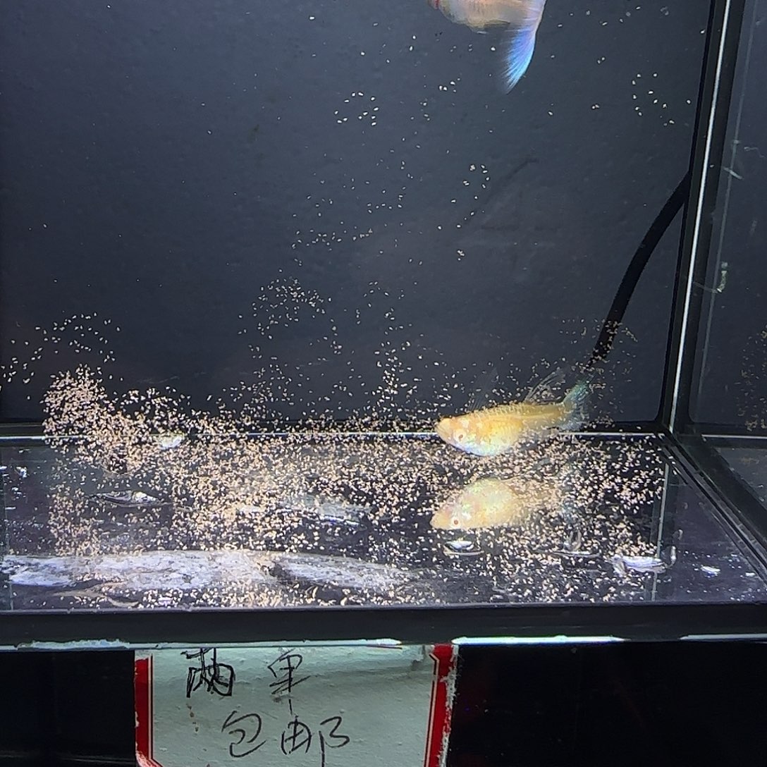 孔雀鱼蓝白大c一对