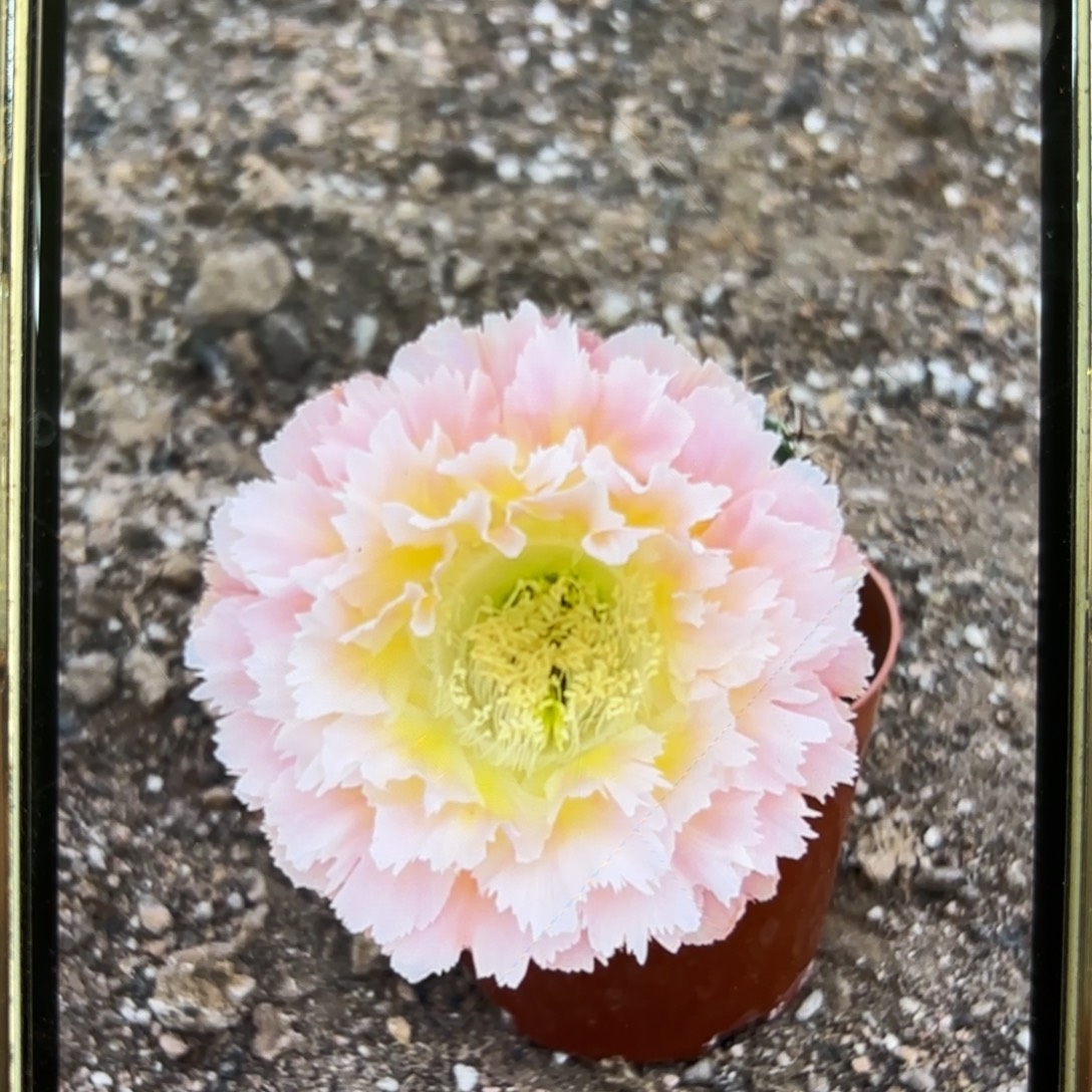 彩草颜如玉8公分左右有瑕