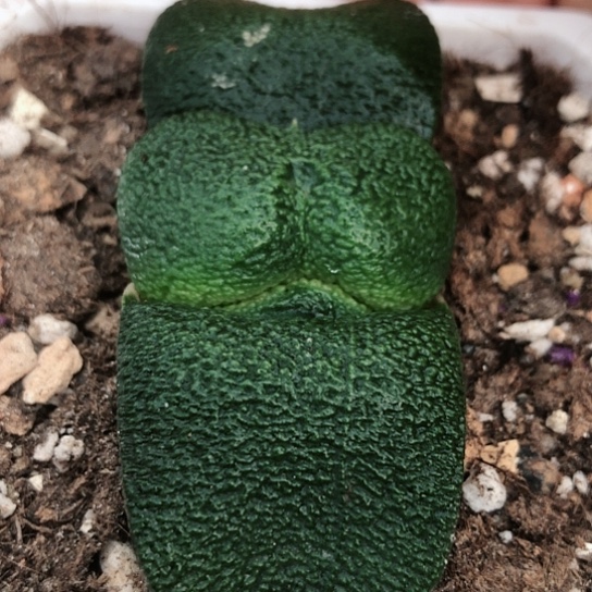 实生军配蜗牛带盆发货124