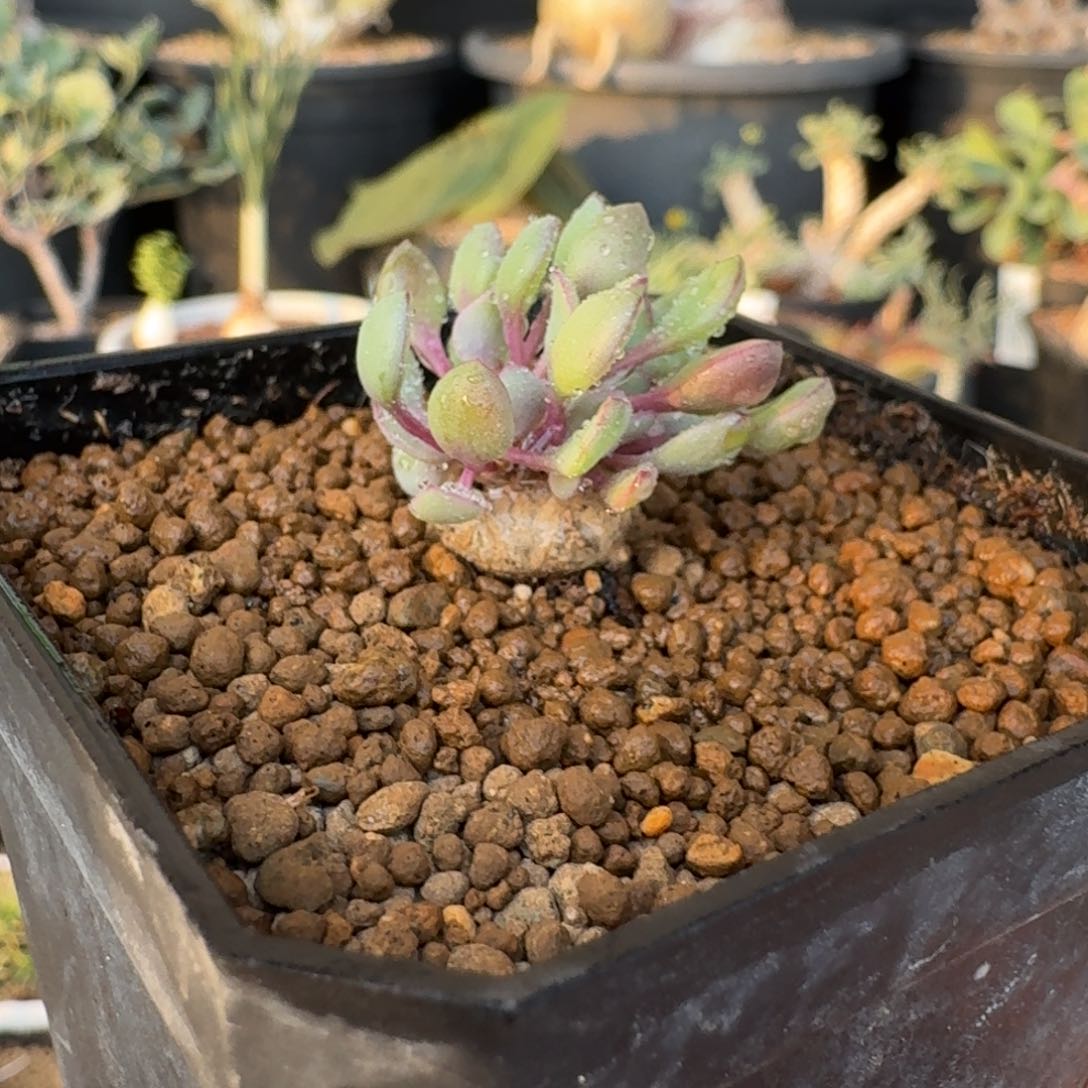 熔岩圆叶格加厚敦菊一物一拍