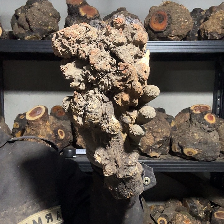 三***爸香榧木火琉璃的故事是一个人