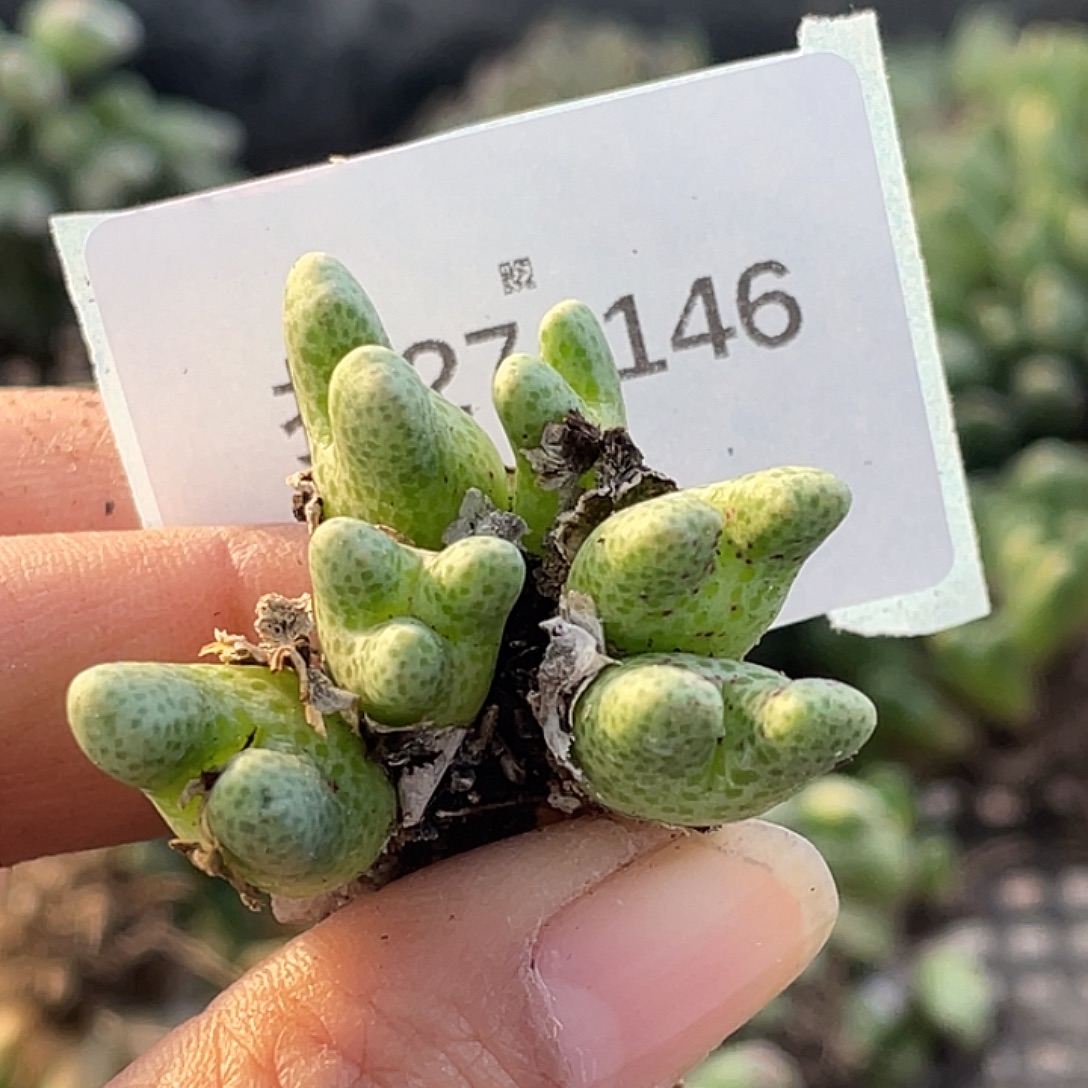 黄***朴27-146肉锥多肉植物