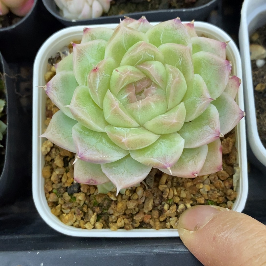 精品多肉一物一批不包整10