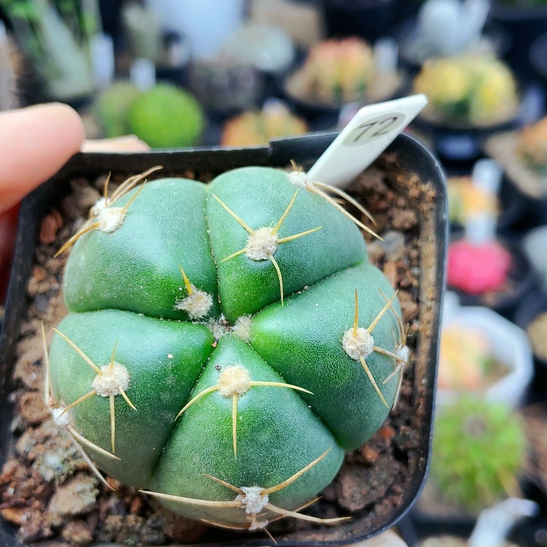 非偏远地区25包邮仙人球