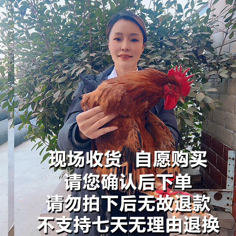 【助农现场】农家全粮散养公鸡 人工现杀 顺丰包邮ZQ