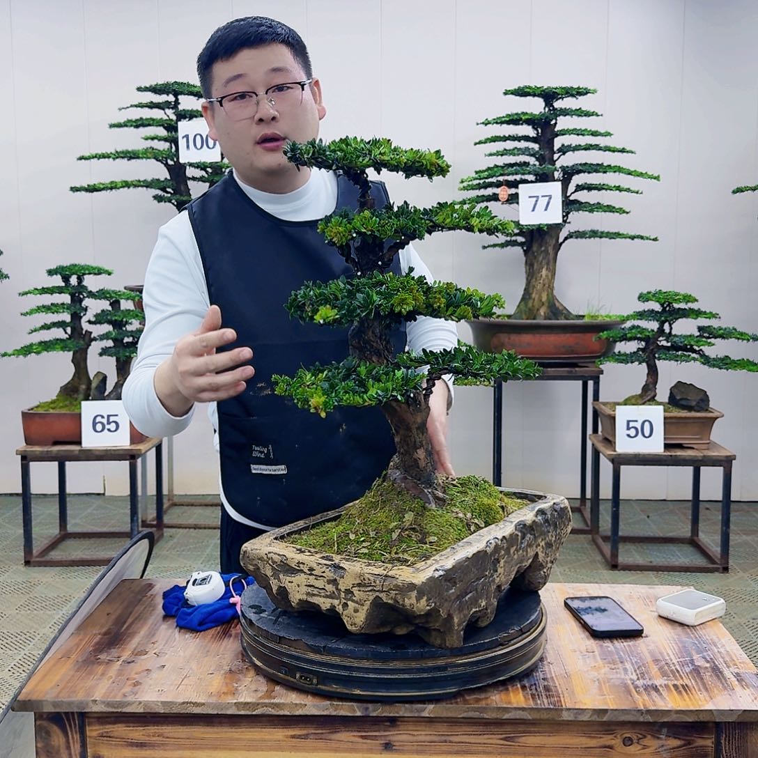 盆景罗汉松造型盆景