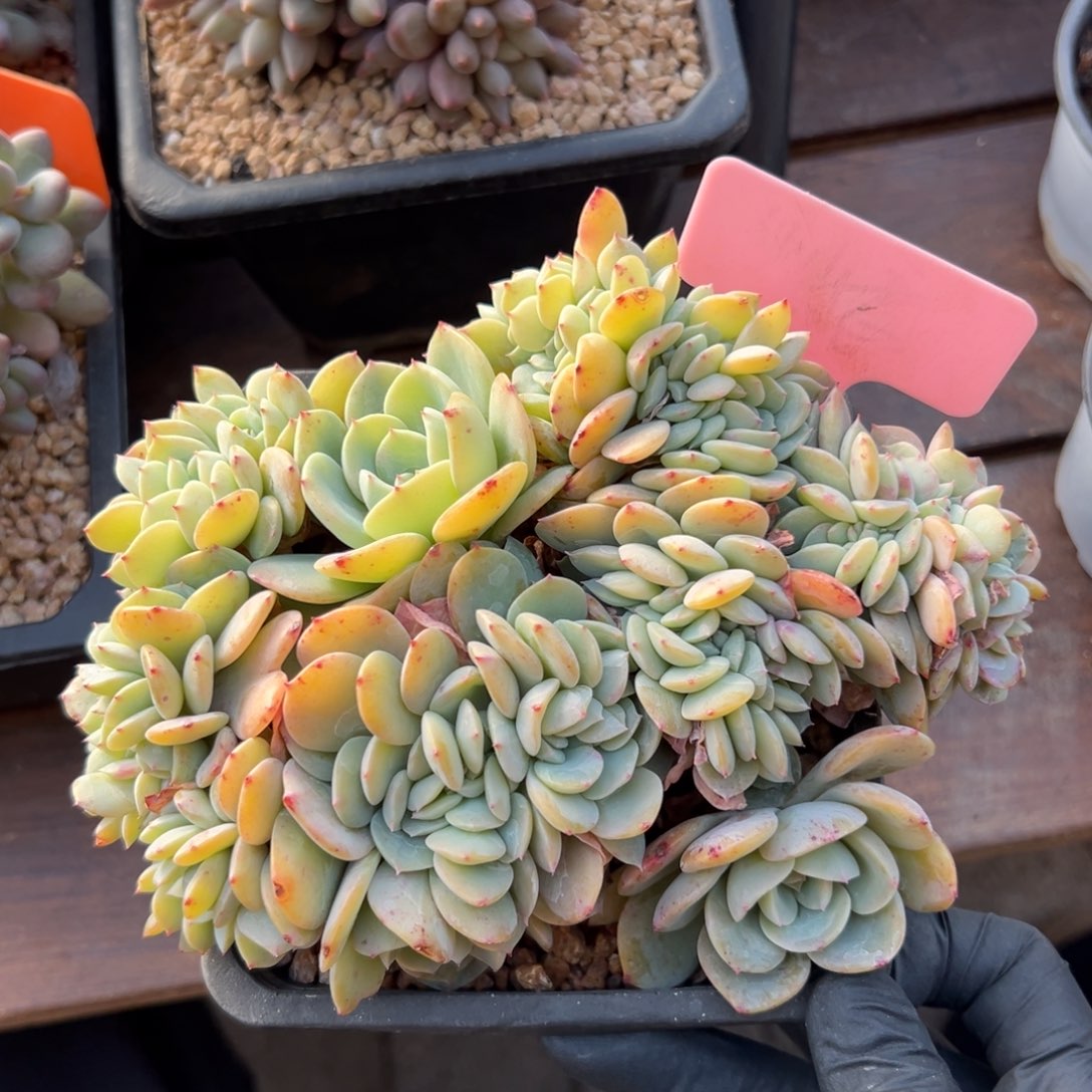 白凤杂缀化111111111111